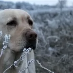 Щенки лабрадора ретривера