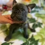 Продам  цуценят французького бульдога