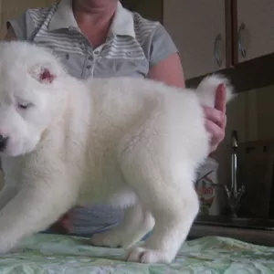 Щенки САО с документами возраст 41 день