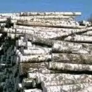 Лесоматериалы оптовой поставкой леса кругляка различных пород
