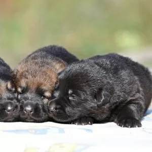 Черные, чепрачные, зонарные щенки немецкой овчарки