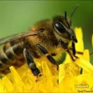 Пчелопакеты,  пчелосемьи и ещё чищенную пергу