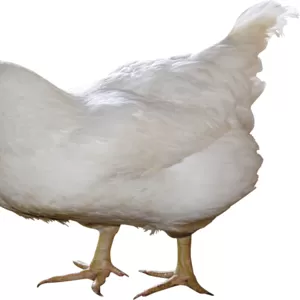 Куплю:кур,  яйцо куринное 