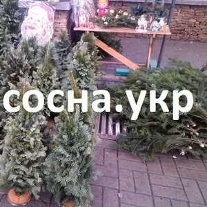 Наборные елки ручной сборки,  пихты на подставке