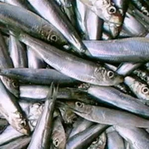 Продам рыбу и морепродукты Азовского моря
