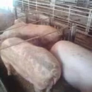 Продам свиней породы Петрен живым весом