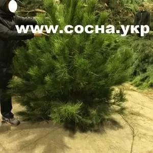 Живые сосны оптом к Новому году 2016