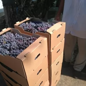 виноград столовый свежий