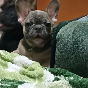 Предлагаю щенков породы французского бульдога 