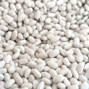  Пропонуємо квасолю від виробника 