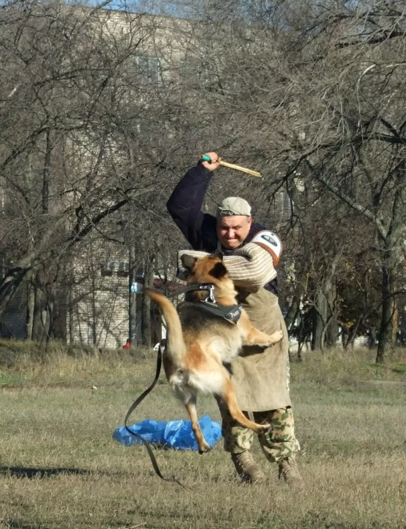 Дрессировка в г. Запорожье