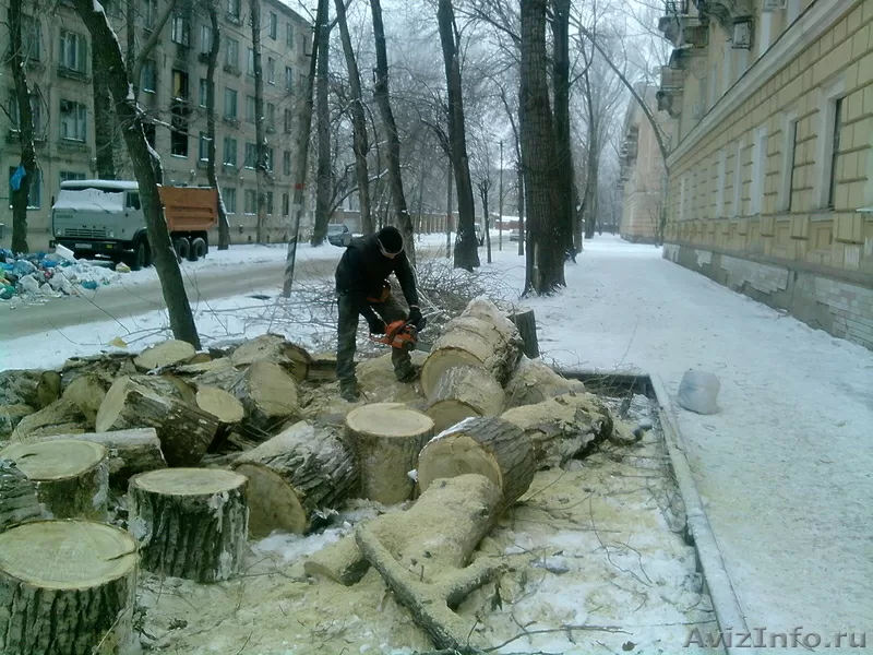 Спил деревьев