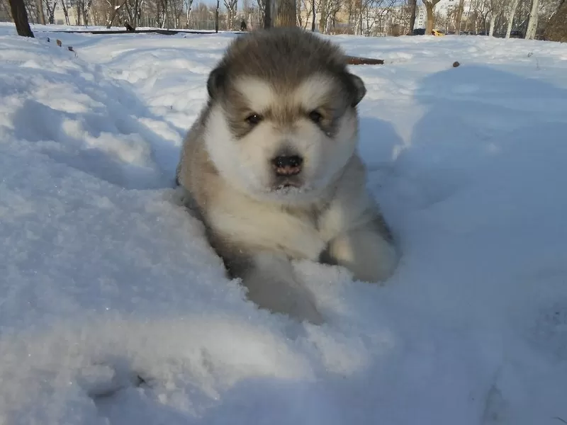 Продам щенка Аляскинского маламута 