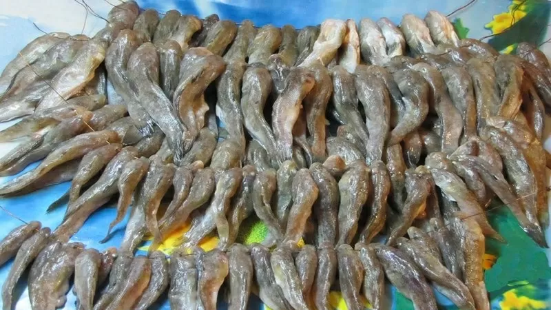 Продам рыбу - бычки черноморские