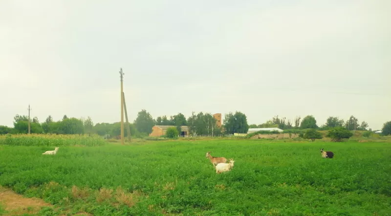 Натуральное козье молоко,  брынза,  творог,  сметана