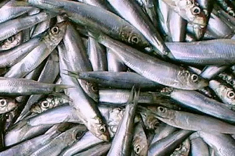 Продам рыбу и морепродукты Азовского моря