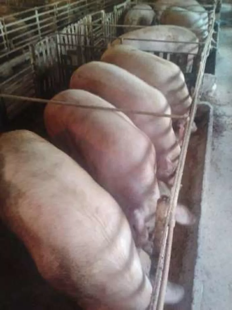 Продам свиней породы Петрен живым весом 2