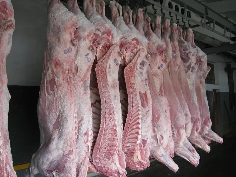 Продается оптом свинина в полутушах 1-2 категории от производителя    