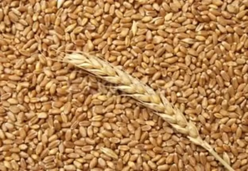 Постоянно закупаем Просо,  горох (желтый),  пшеница. 2