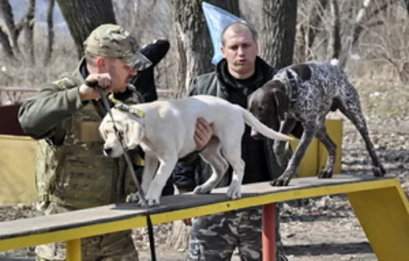 дрессировка собак