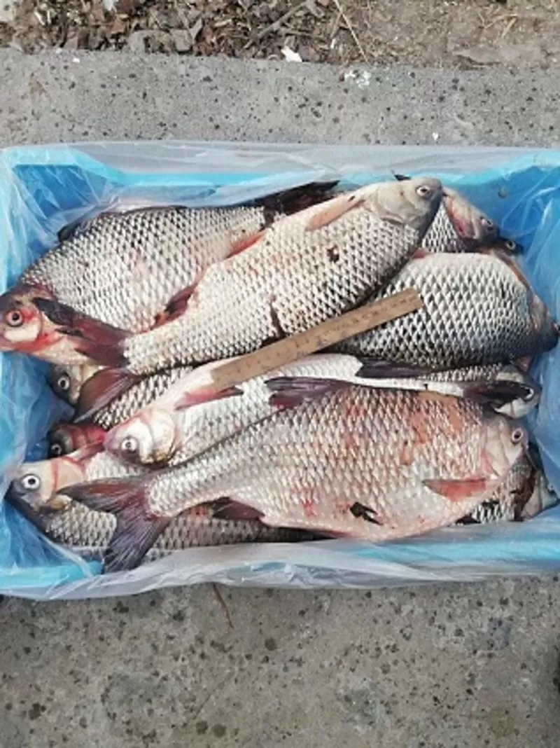 Продажа рыбы оптом Украина. 2