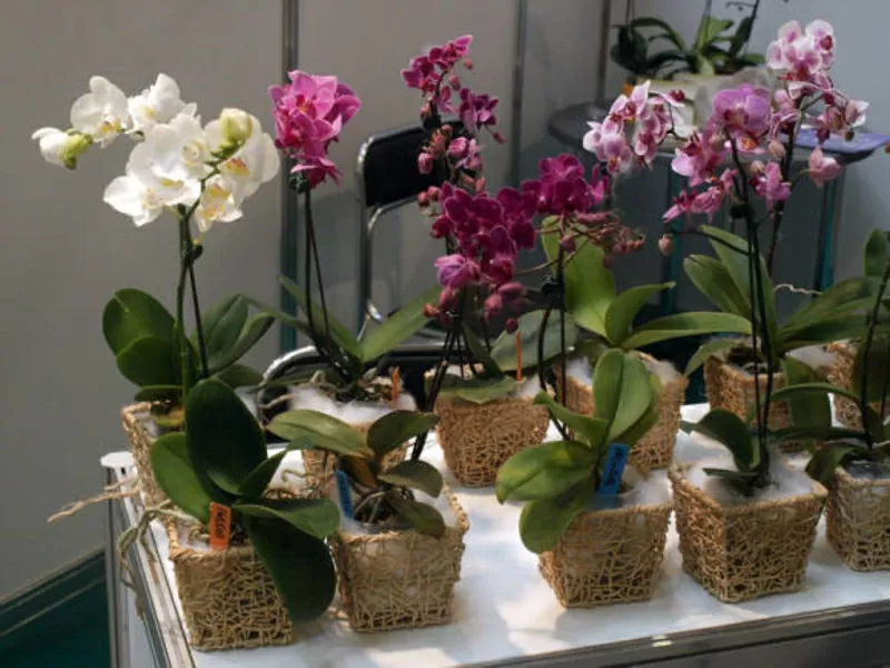 РОЗЫ,  Орхидеи,  Доставка цветов 5