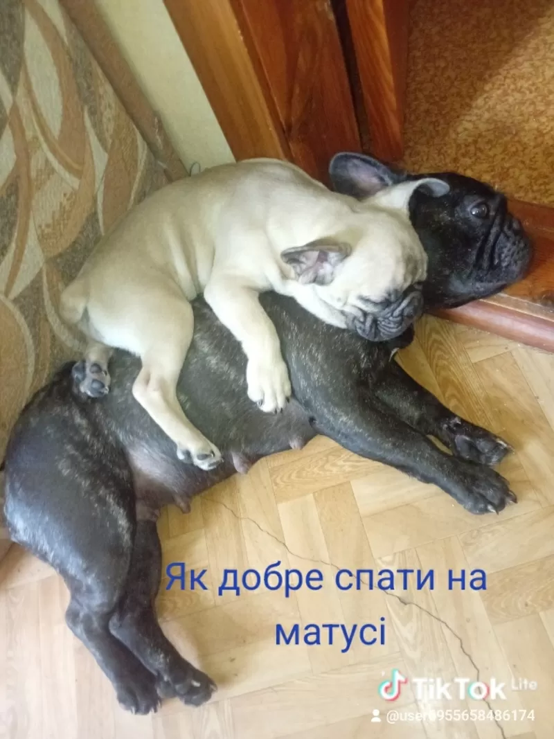 Продам  цуценят французького бульдога 6