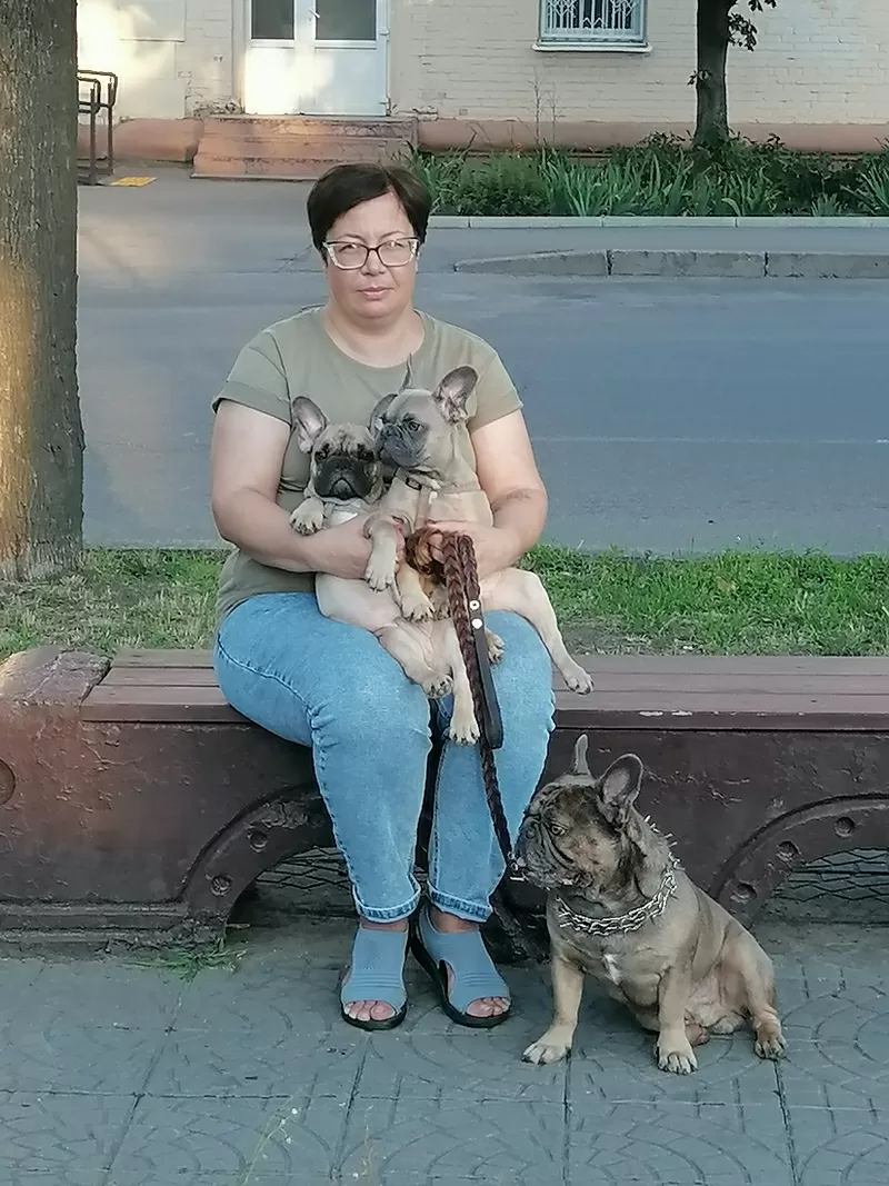 Продам  цуценят французького бульдога 3