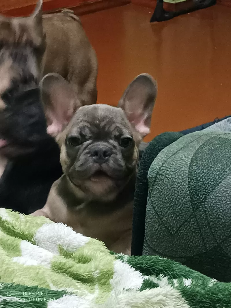 Предлагаю щенков породы французского бульдога 