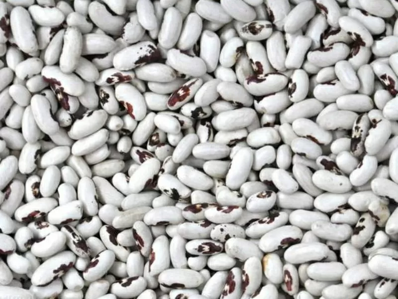 Продаж високоякісної квасолі з доставкою