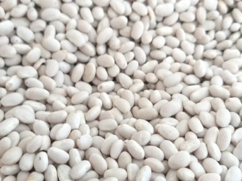 Пропонуємо квасолю від виробника